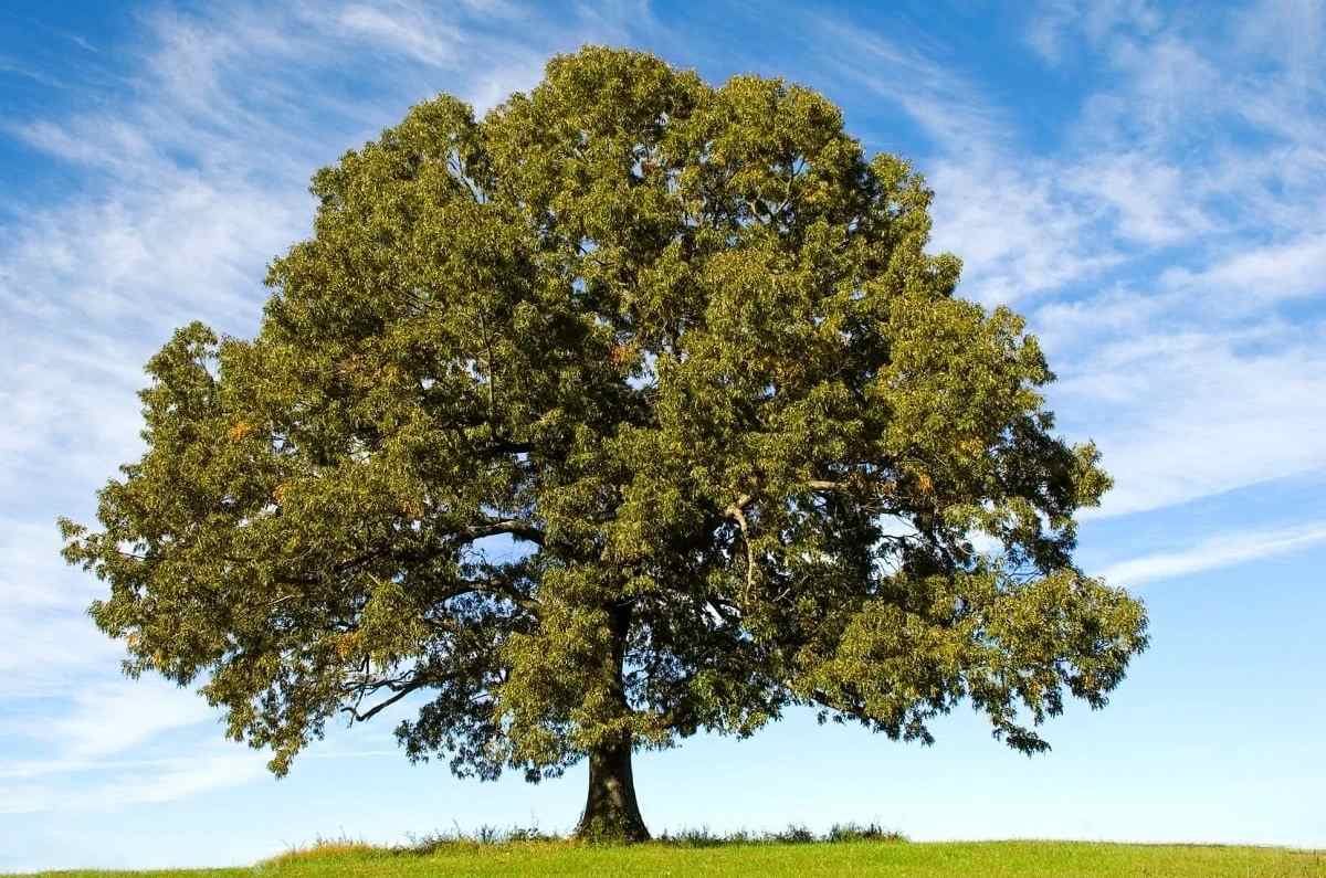 Árbol que da sombra