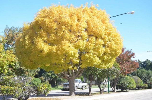5 hermosos árboles que crecen muy rápido y dan mucha sombra