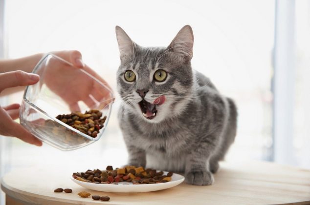 Estas croquetas para gato son saludable y de buena calidad, según Profeco