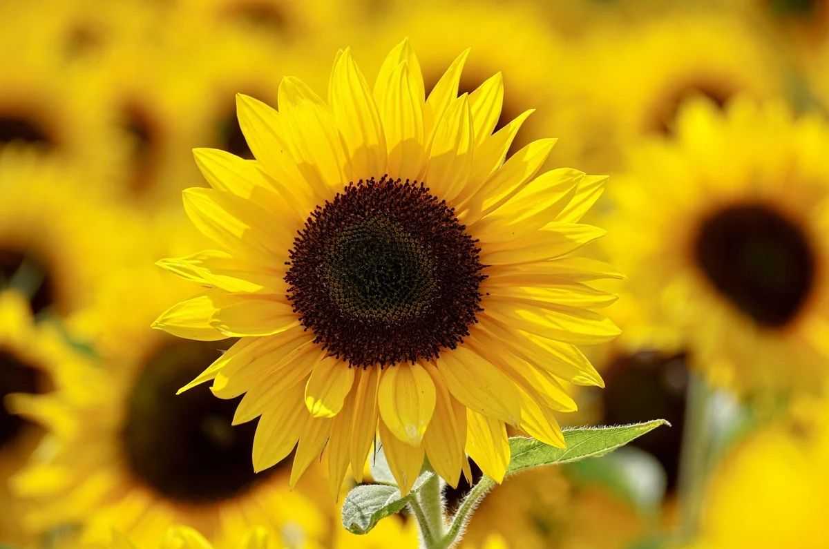 Girasol