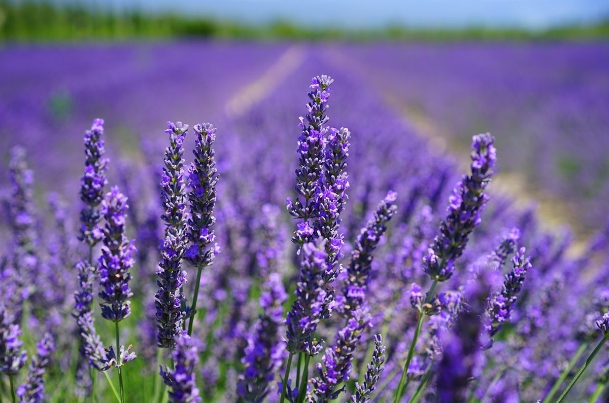 Lavanda