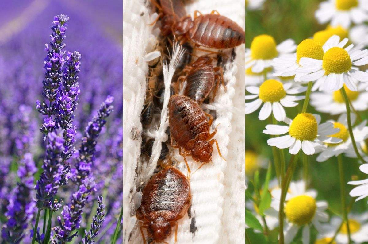 ¡Cuidado! Estas 5 plantas pueden atraer chinches a tu hogar