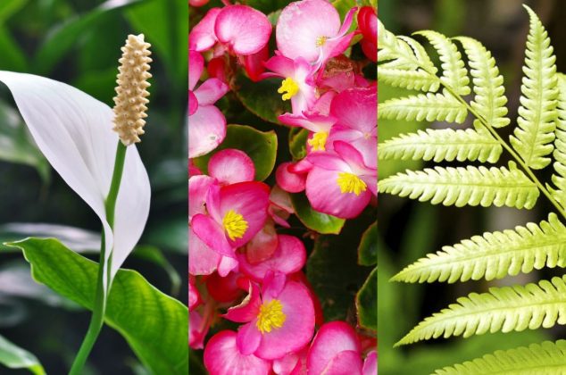 ¡Cuidado con ellas! Las 6 plantas de interior más difíciles de cuidar