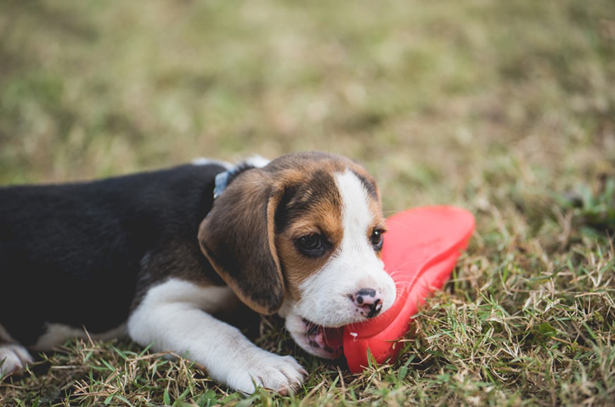 repelente para perros 