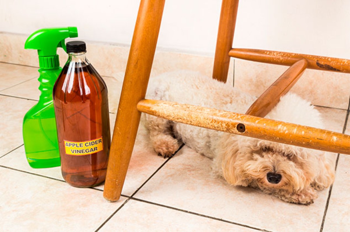 repelente para perros