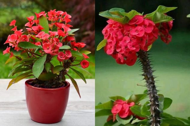 El significado de tener una planta de Corona de Cristo en casa, según el Feng Shui