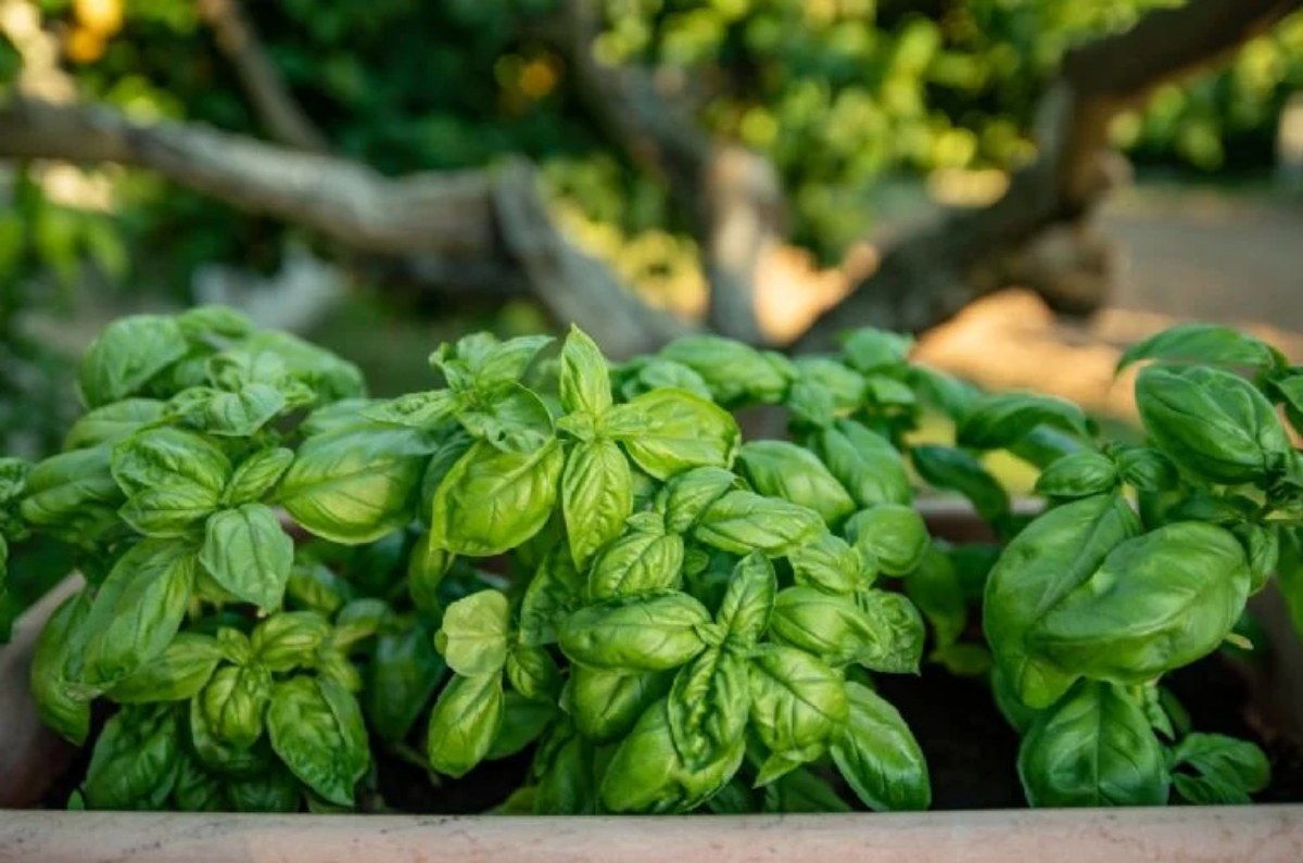 Albahaca