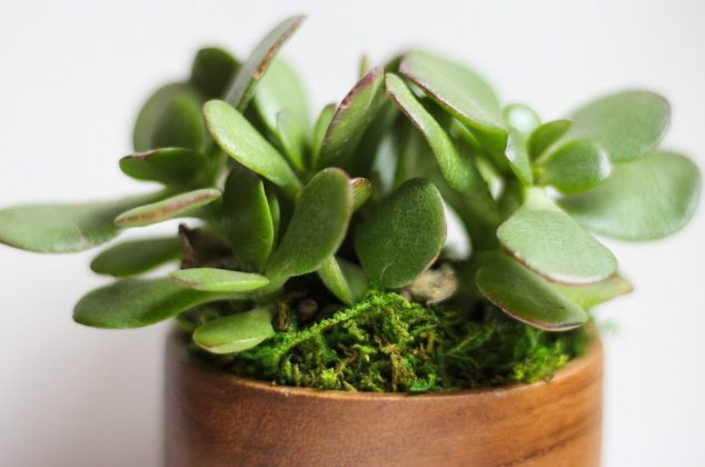 Feng Shui: ¿Dónde colocar el árbol de la abundancia para atraer dinero?
