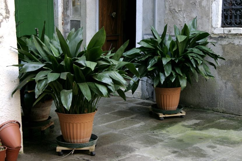 Las 3 plantas que debes colocar en la entrada de tu casa para atraer la abundancia, según el Feng Shui 