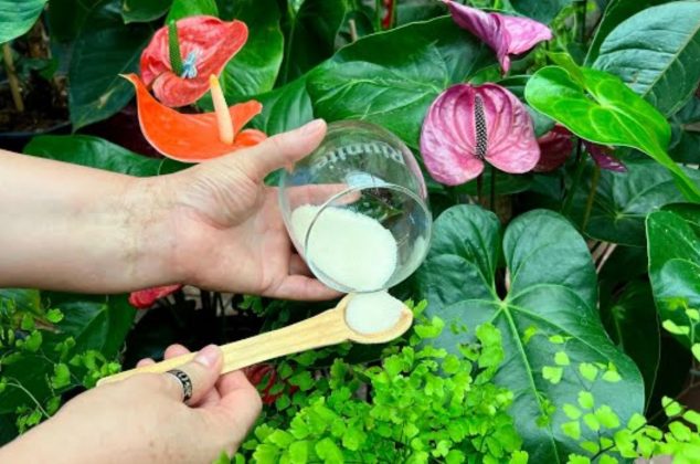 Una cucharadita de este ingrediente es suficiente para garantizar la floración en todas las plantas