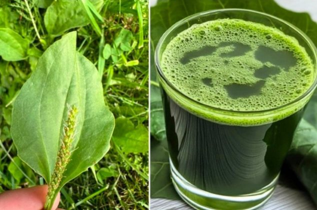 Esta poderosa planta ayuda a relajar los músculos, aliviar espasmos y calambres