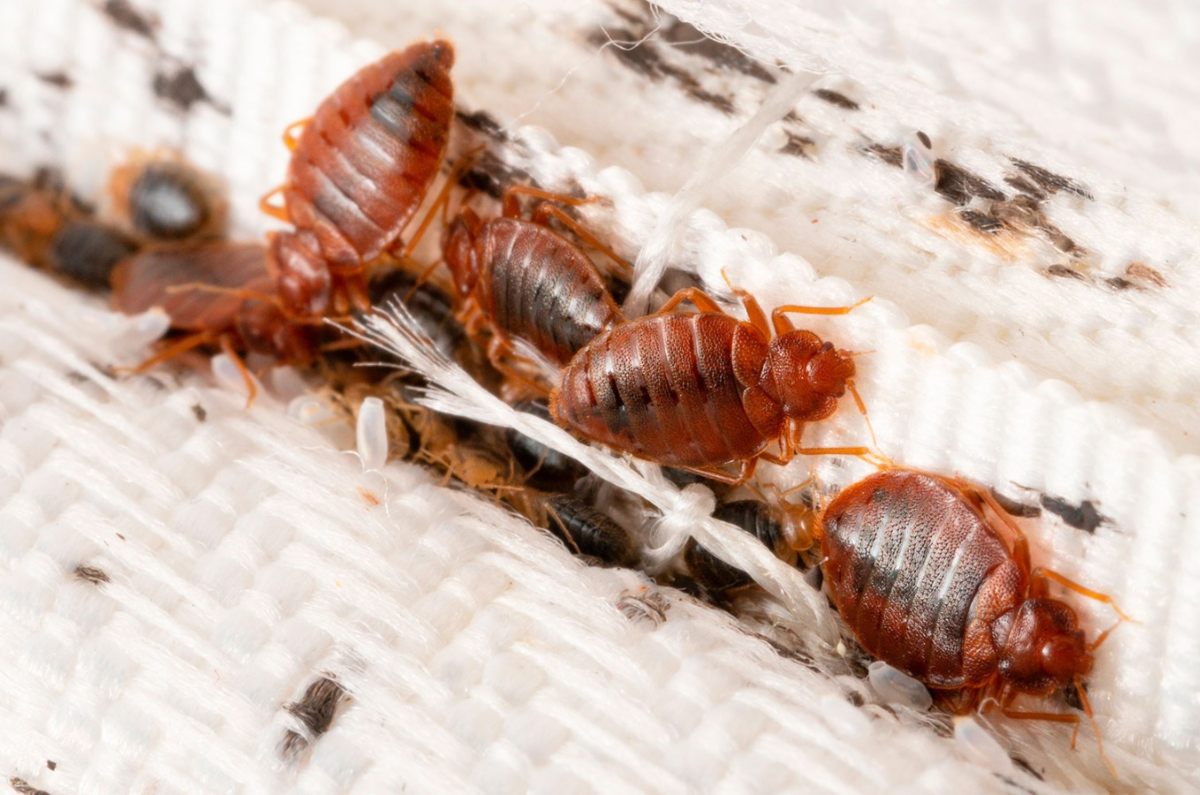 electrodoméstico que elimina las chinches 