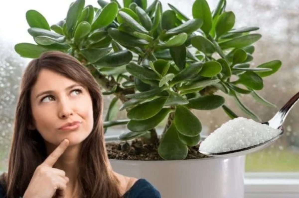 cómo florecer plantas