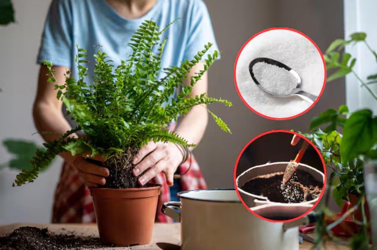 El ingrediente secreto para plantas de floración rápida