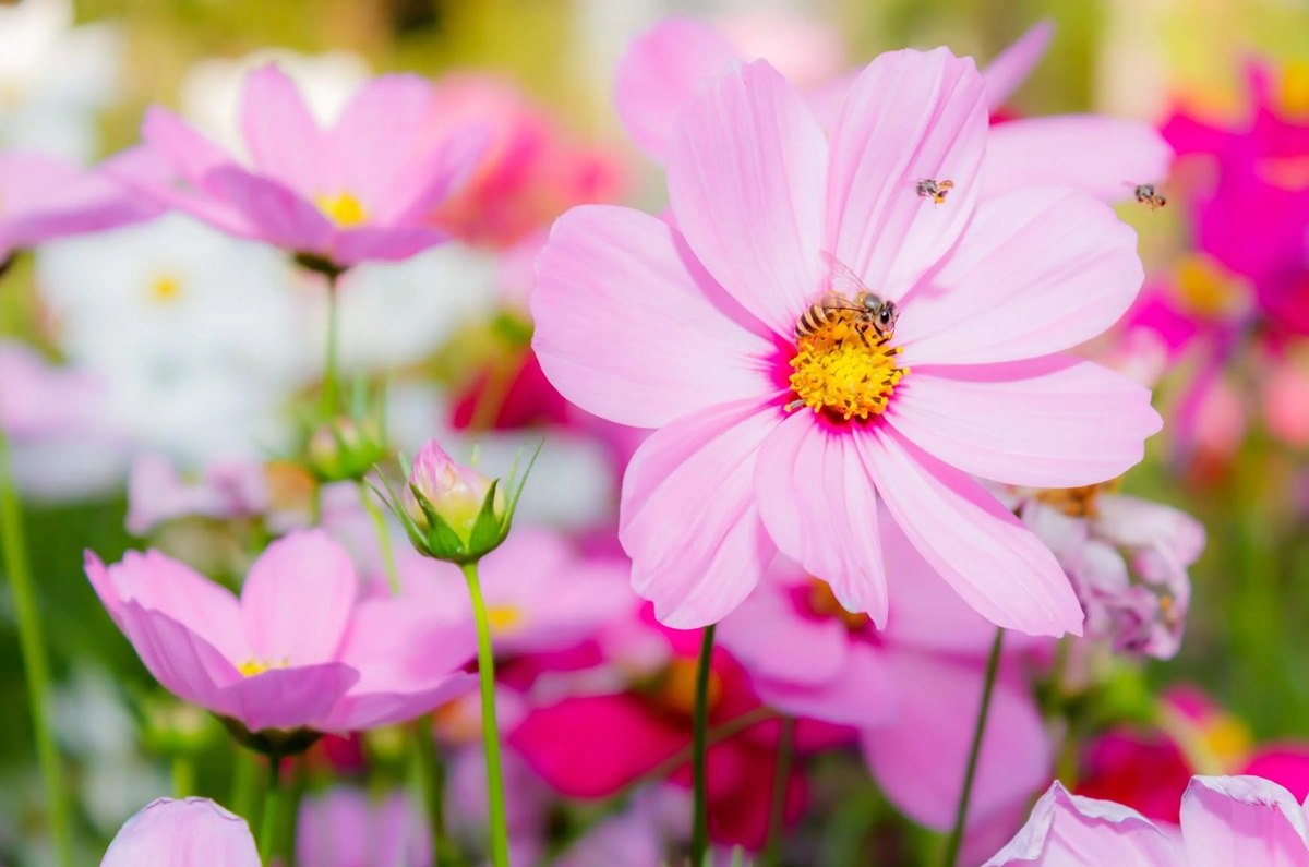 Flor de Cosmos