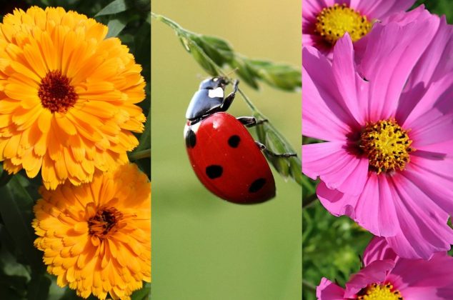3 plantas que atraen catarinas y hacen más hermoso tu jardín