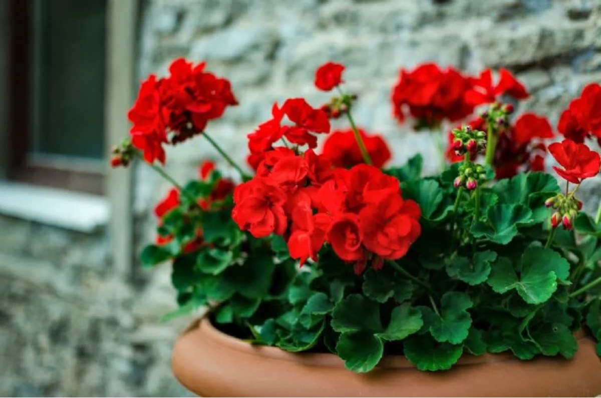 Plantas con flores rojas