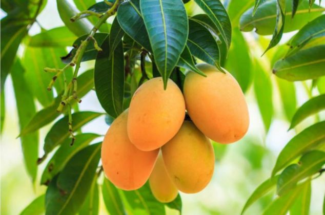 Estas hojas de fruta son buenas para controlar el azúcar y mejorar la salud respiratoria