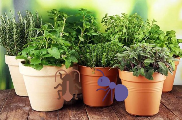 La mejor planta para mantener tu hogar libre de cucarachas, hormigas y otras plagas en tiempo de calor (y cómo usarla)