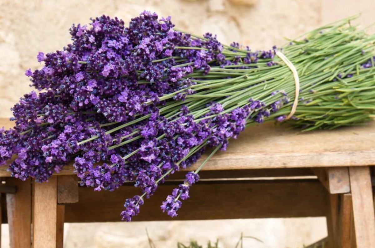 lavanda para alejar cucarachas