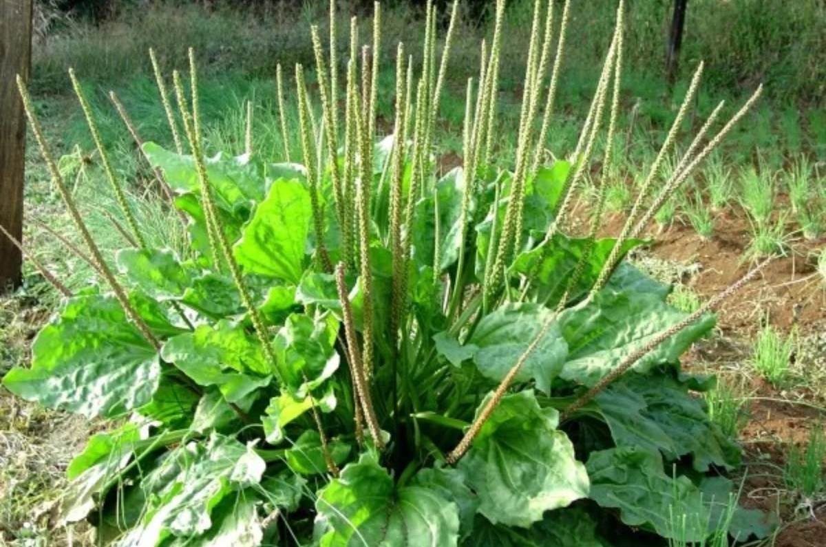 Esta poderosa planta ayuda a relajar los músculos, aliviar espasmos y calambres