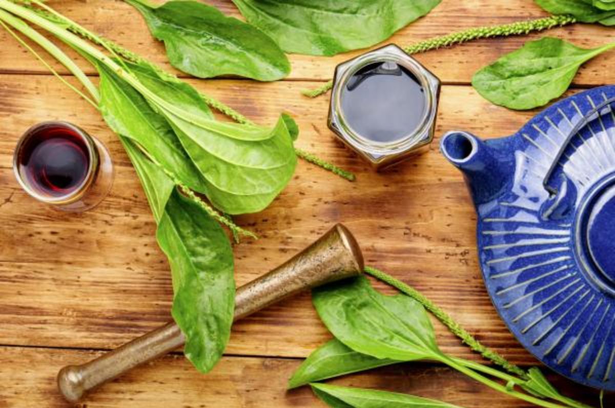 planta para relajar músculos 