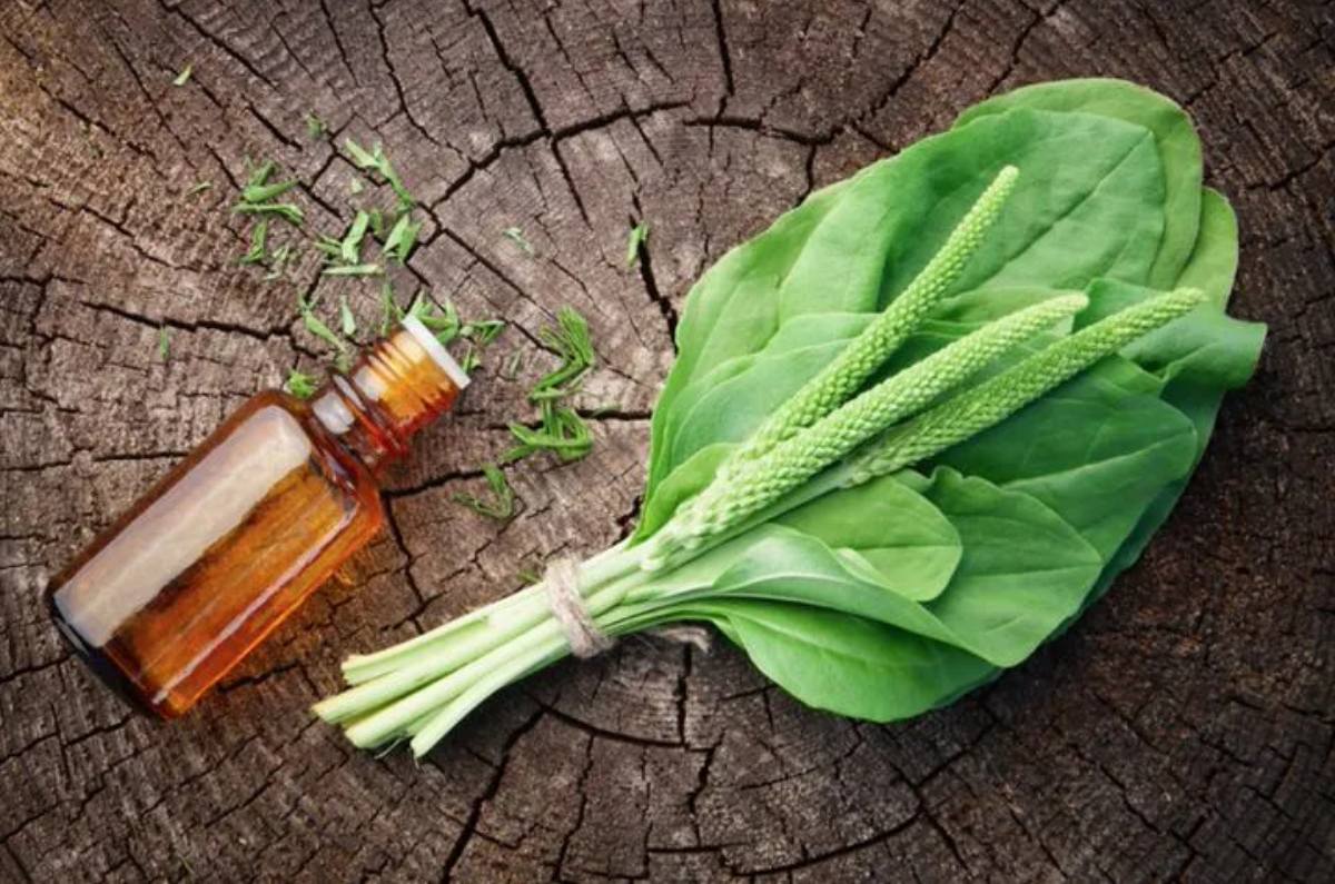 planta para relajar músculos 