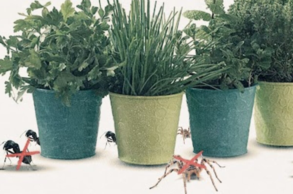 planta para alejar cucarachas