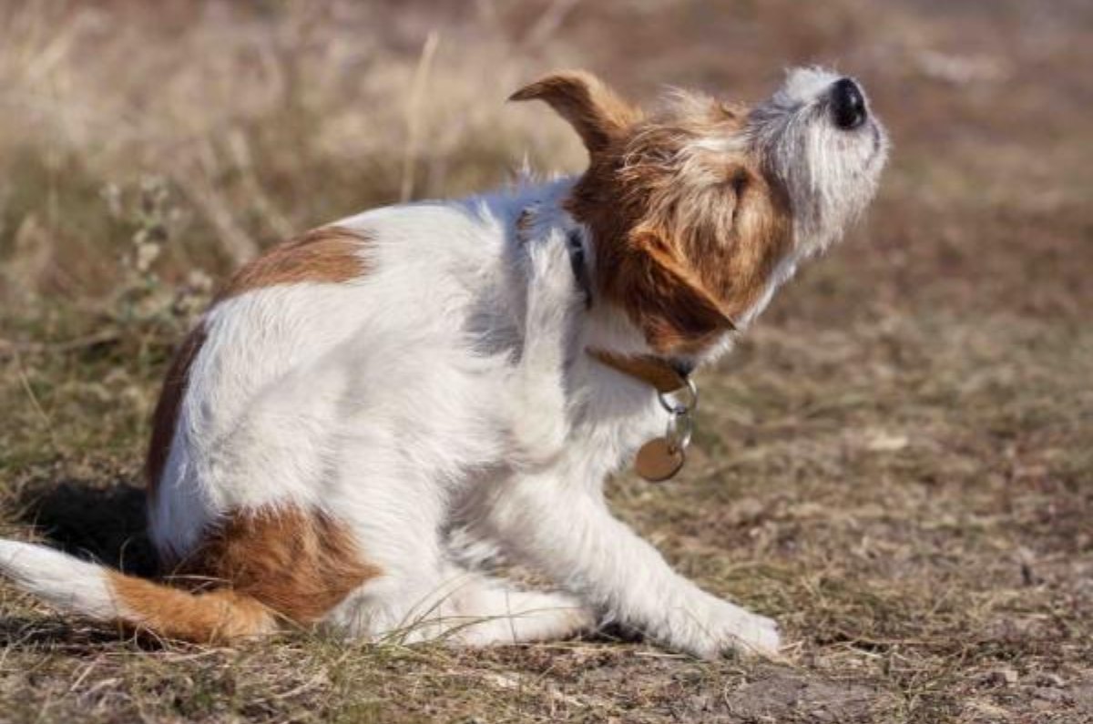 ¡Adiós pulgas y garrapatas! 2 plantas fáciles de cultivar en casa que mantendrán a tus mascotas alejadas de estos parásitos 