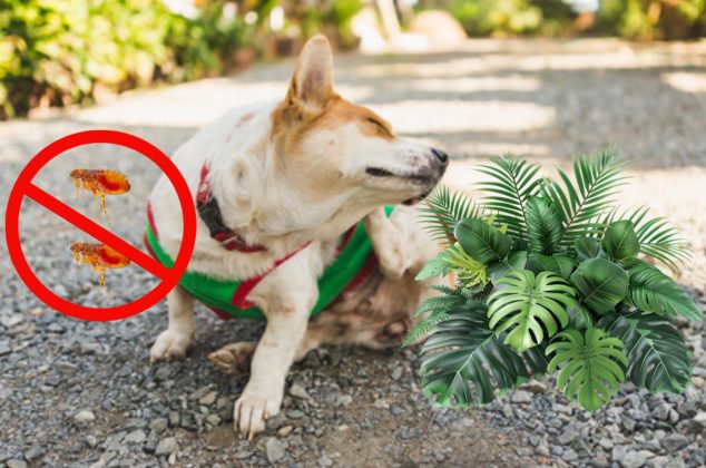 ¡Adiós pulgas y garrapatas! 2 plantas fáciles de cultivar que mantendrán a tus mascotas alejadas de estos parásitos