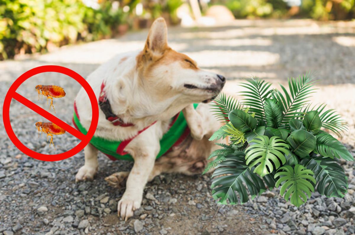 ¡Adiós pulgas y garrapatas! 2 plantas fáciles de cultivar que mantendrán a tus mascotas alejadas de estos parásitos