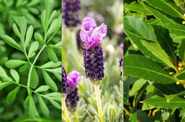 4 poderosas plantas que protegen tu hogar de las malas energías