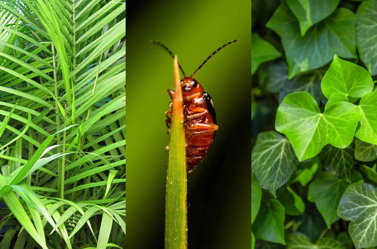 3 plantas que no debes tener en casa porque atraen cucarachas