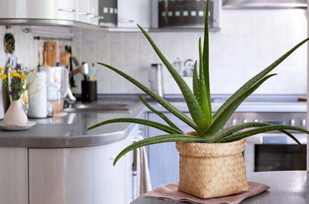Los 4 mejores rincones de tu casa para colocar la sábila y atraer abundancia, según el Feng Shui