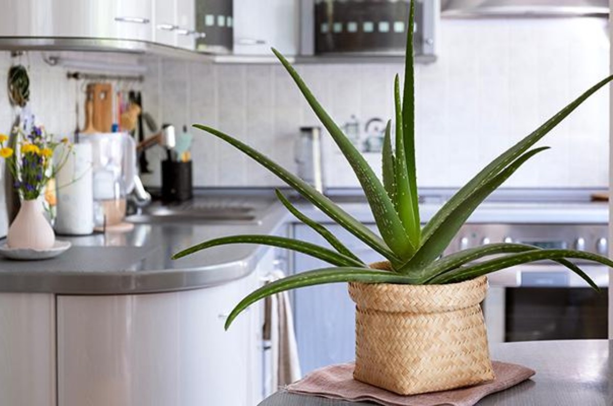 Los 4 mejores rincones de tu casa para colocar la sábila para atraer abundancia y éxito según el Feng Shui