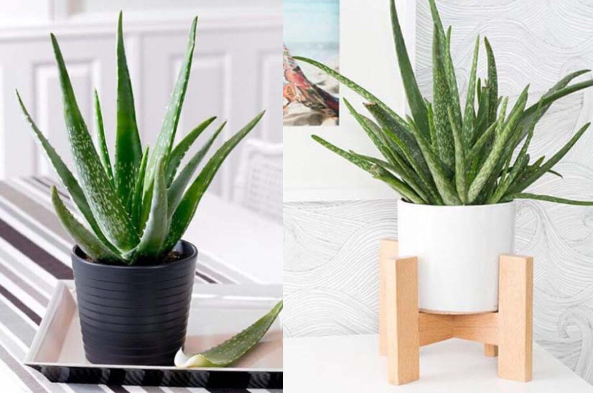 sábila según feng shui