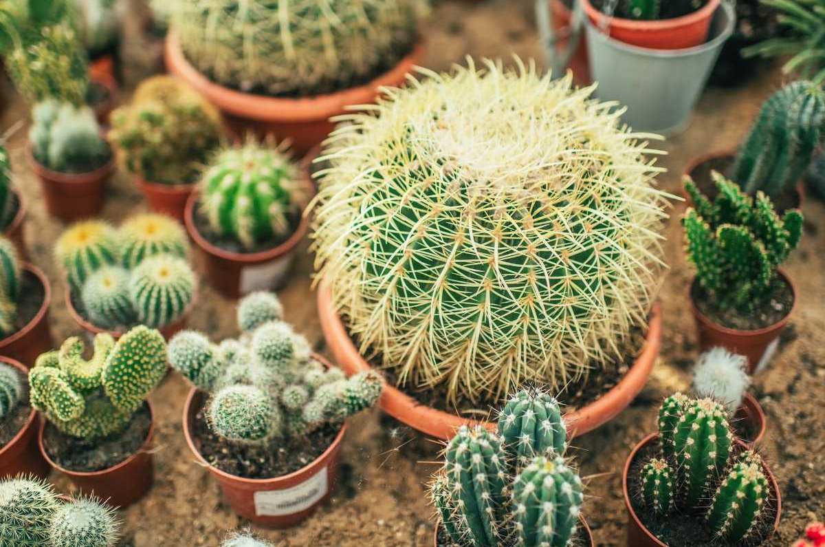 Cactus