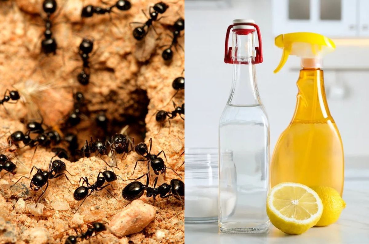 Mezcla para eliminar hormigas