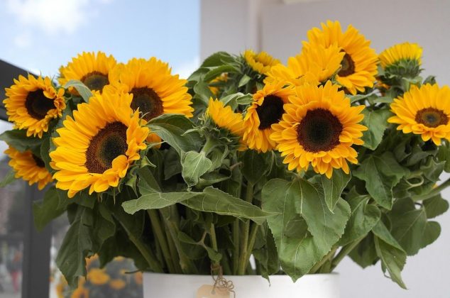 Feng Shui: Dónde colocar los girasoles para atraer felicidad y buena suerte