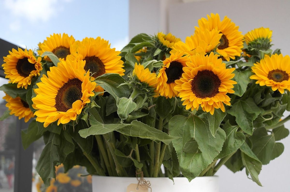 Feng Shui: El lugar para colocar girasoles y atraer buena suerte