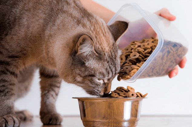 Las croquetas para gato que podrían dañar su salud, según Profeco