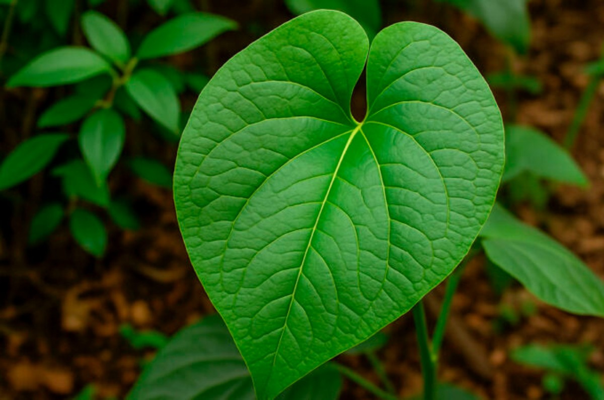 la hoja santa cruda es tóxica