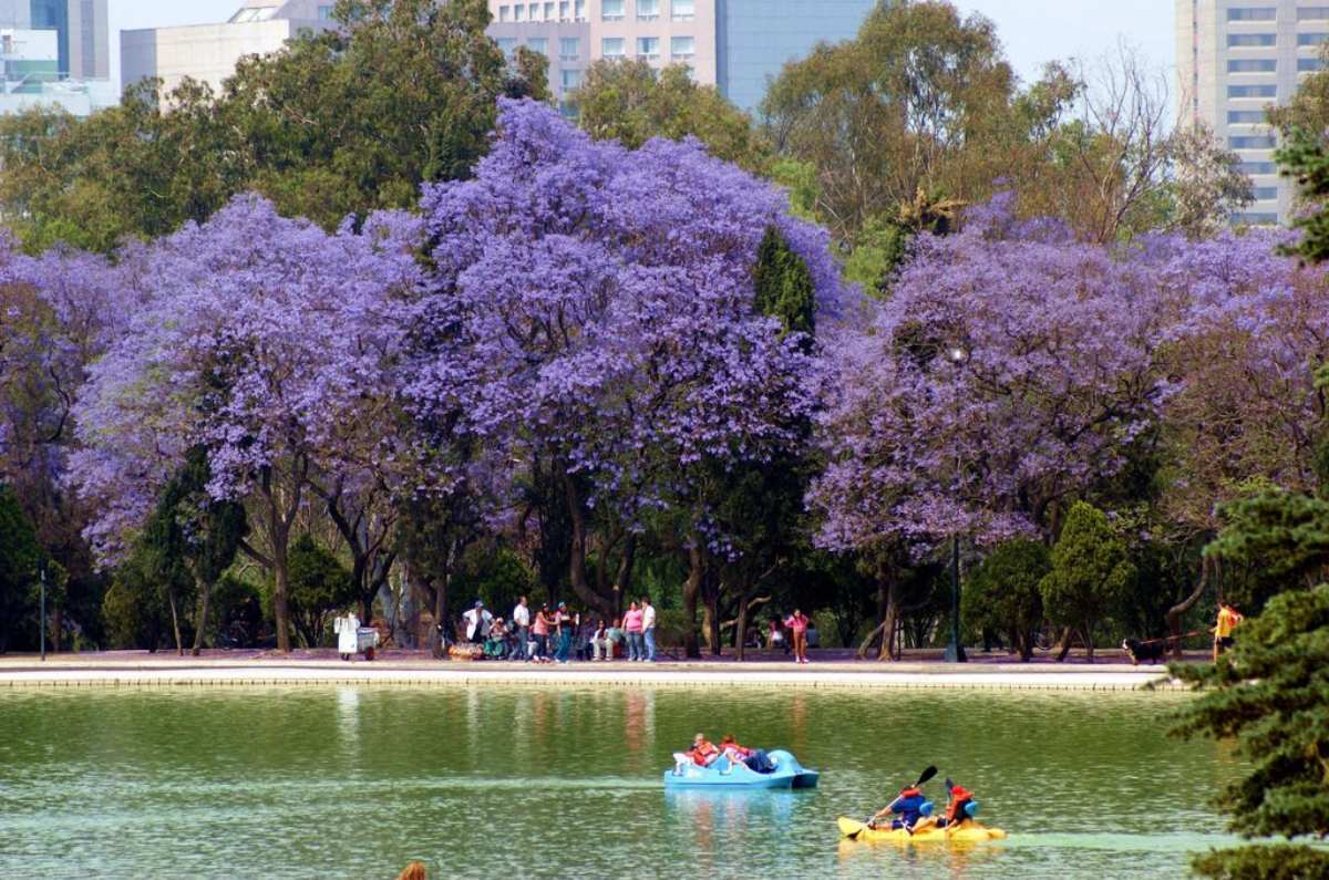 jacaranda el árbol más hermoso del mundo