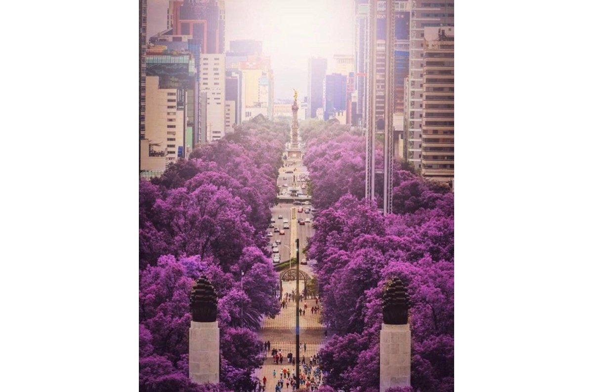 jacaranda el árbol más hermoso del mundo