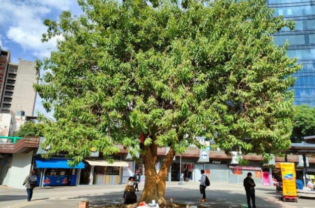 Árbol que un japonés trajo a México es elegido como el más hermoso del mundo