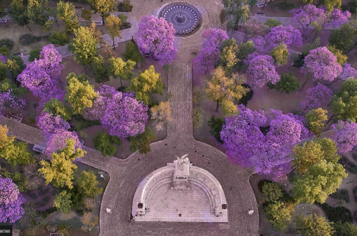 jacaranda árbol más hermoso del mundo