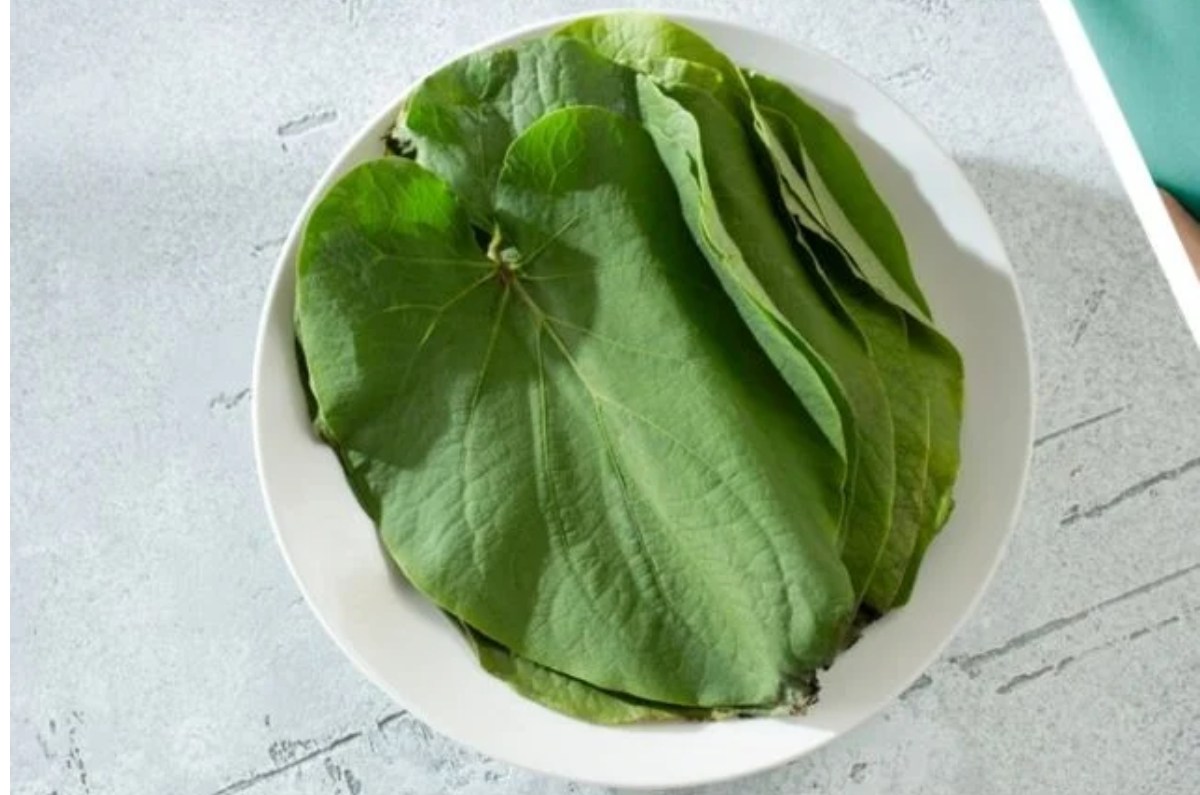 hoja santa cruda es tóxica