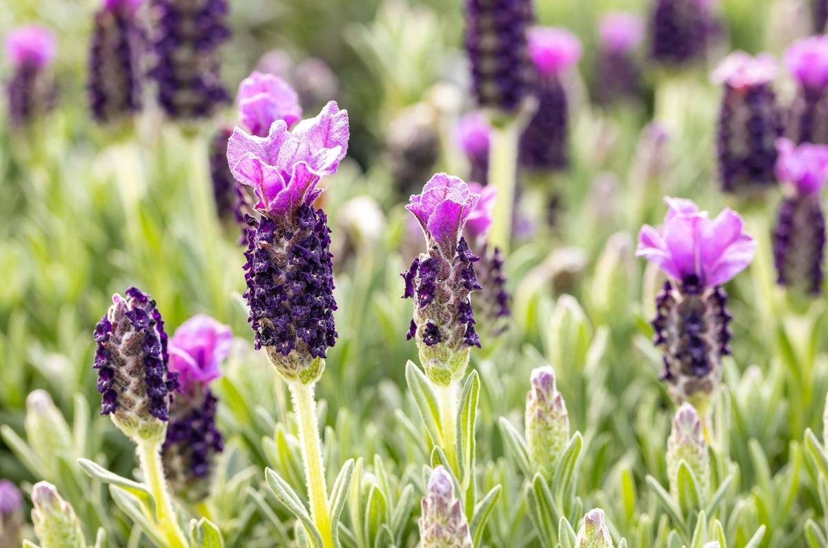Lavanda