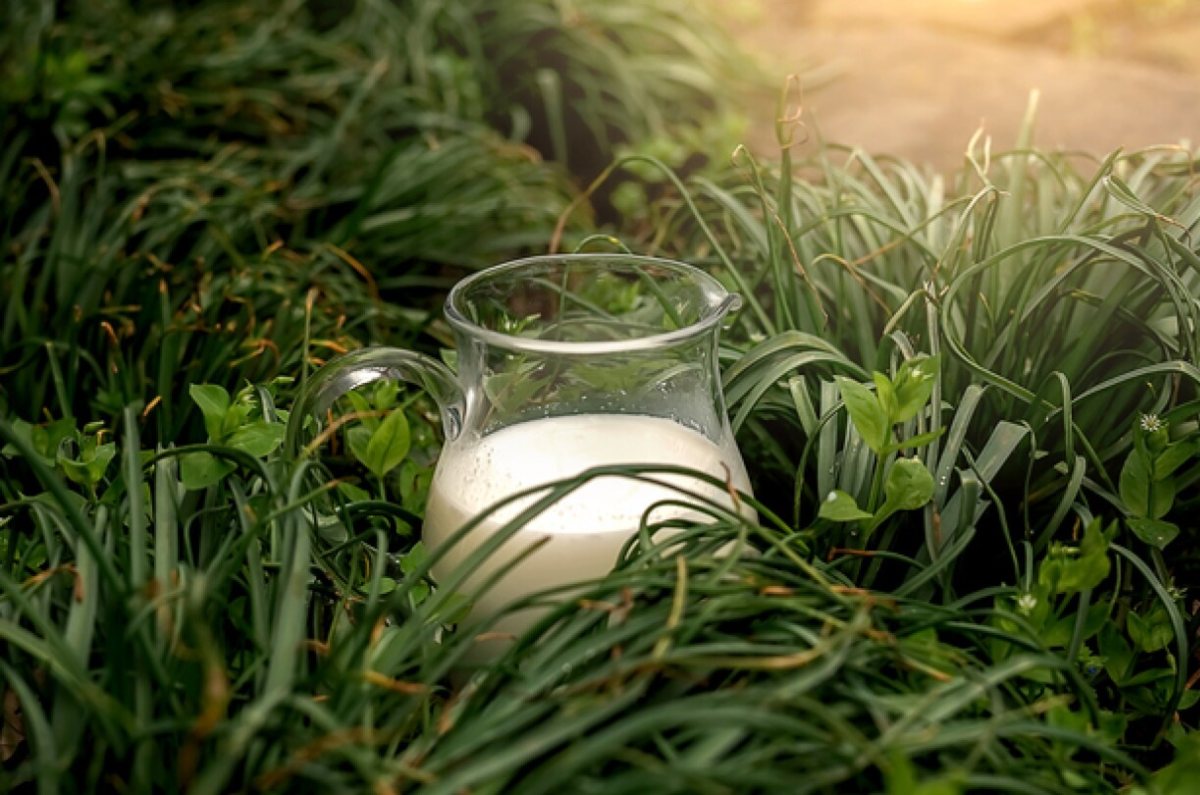 Usa tu leche caducada para las plantas de tu jardín