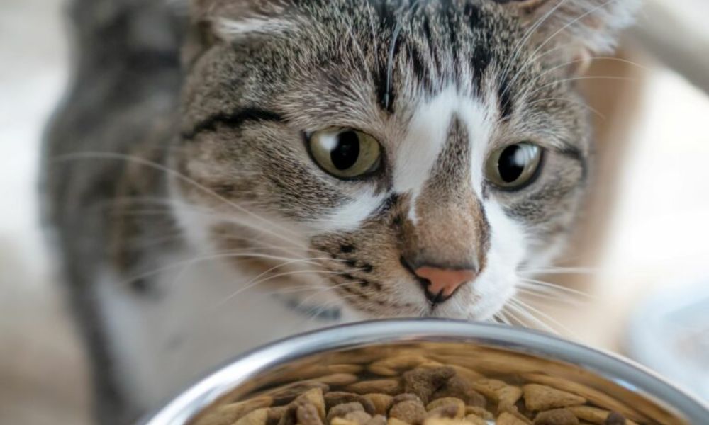 Neofobia alimentaria en gatos